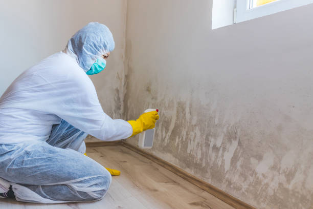 Licensed Mold Remediation service in Carrollton, IL - WQB Mold Removal